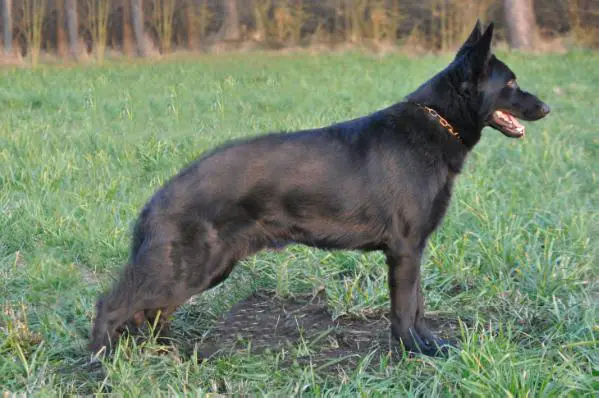 SG Gingles von Haus Hartwig