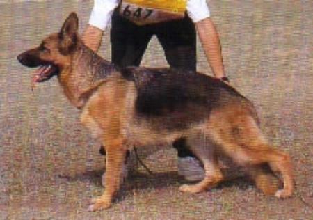 V. Jenny vom Artemiszwinger