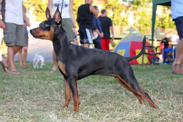 JCHCRO CHCRO Odella Mali Zmaj