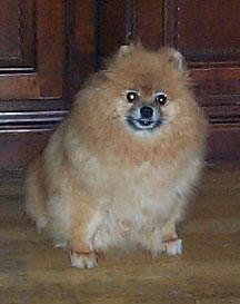 Clairmont's Carolina Angel