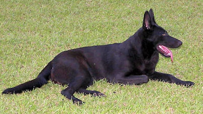 Lady Delila VII