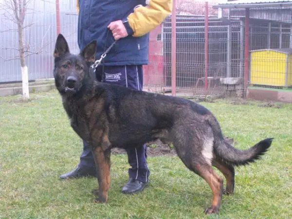 Wild Spirit Blue Figo