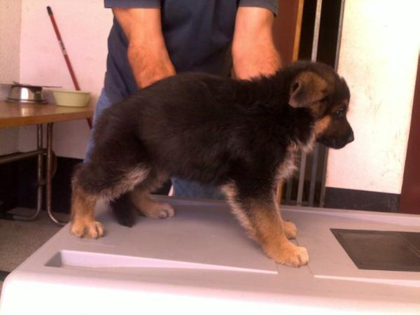 amy do pastor do ave