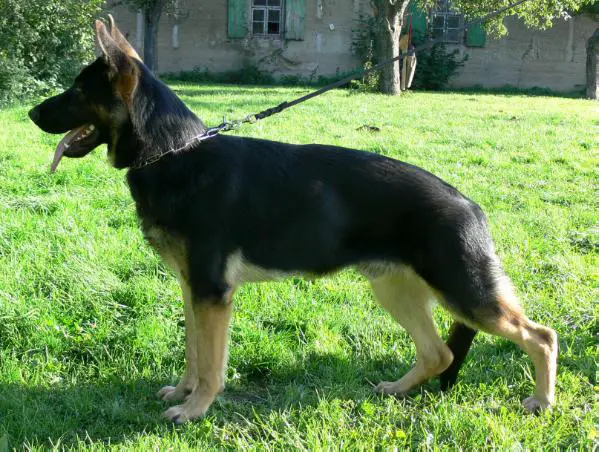 Ghandi aus dem Burgenland