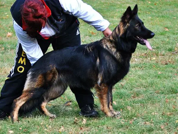 V Franka von den Wölfen