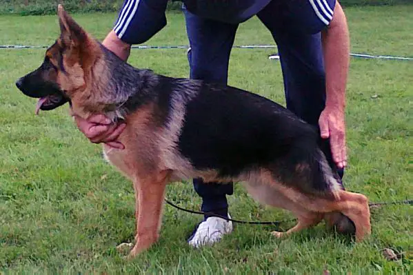 York vom Feuermelder