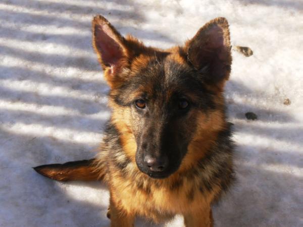 Alba Von Barbie Line