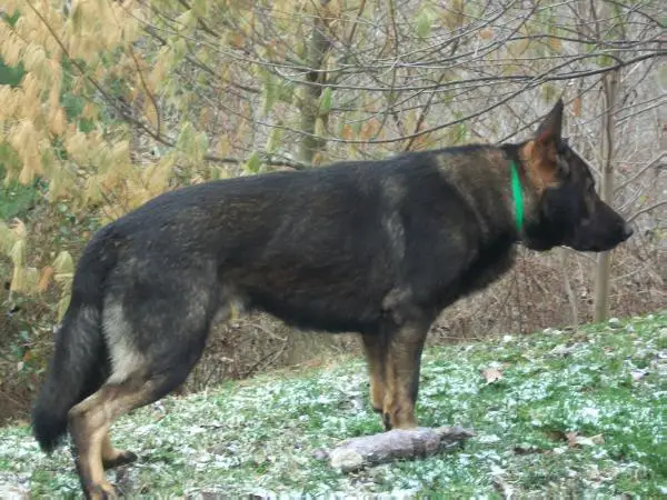 Quitten Levi Von Schone Stadt