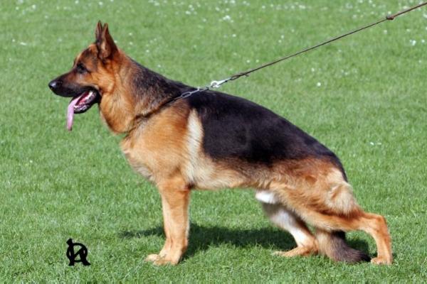 V1, VT, CZECH SIEGER Ricki Hartis Bohemia