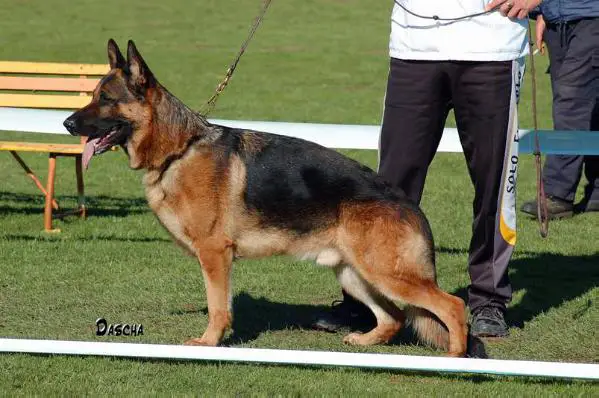 V1, Sarin Framato Rolau