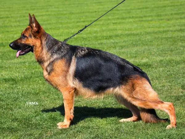 V Unna vom Gleisenauer Schloß