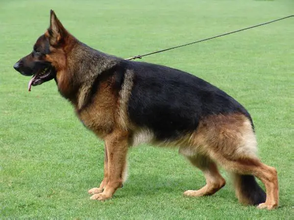 V 81 BSZS 2012 Aladin vom Bergmannsland