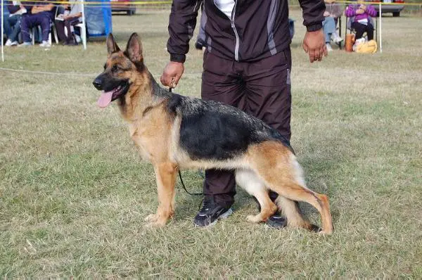 Gallega Vom Baires Land