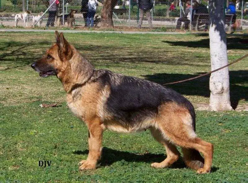 V Wanda I de Sagasta