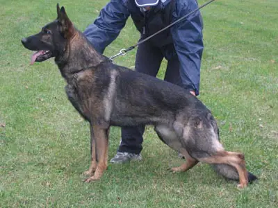 Yogy Policia-Slovakia