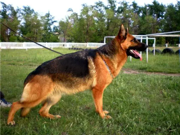 Rahimzhan Pantera - Prima