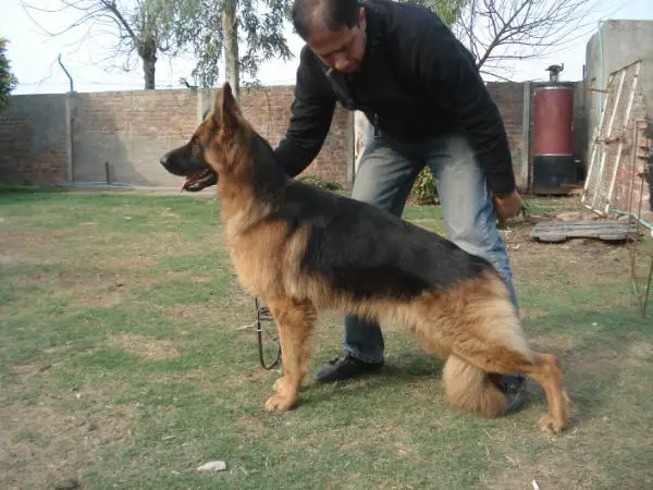 billo vom die besten