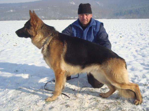 Lehrehund Axel