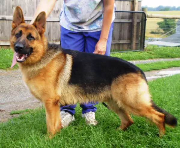 Sugovicai Bácsör Lucas