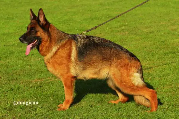 (VA1 Spain 2011) (VA5 IT 2013) (V9 BSZS 2013) Rania de Villalazan