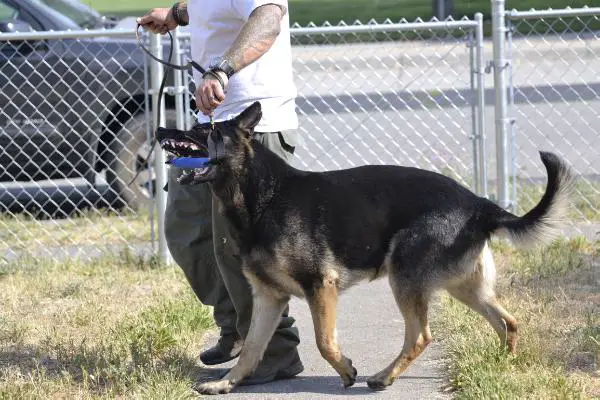 Valdis Vom Pollock's Duke