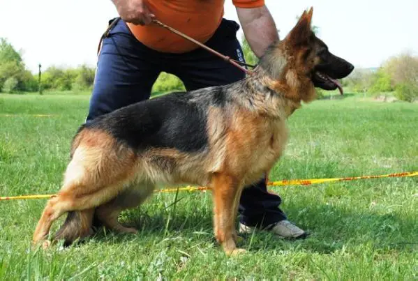 Sugovicai Bácsőr Nadya