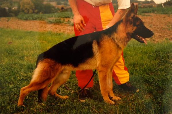 V Zorro vom Volkerson Imp Germany