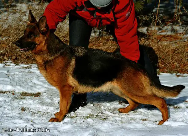 SG Alta-Tollhaus Billie