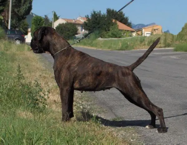 Doulcinea Della Gens Clodia