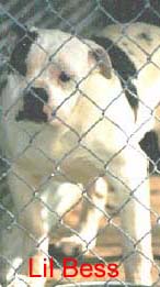 Shawn-Kris' Little Bess