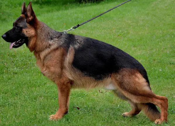 Zamb vom Altenberger Land