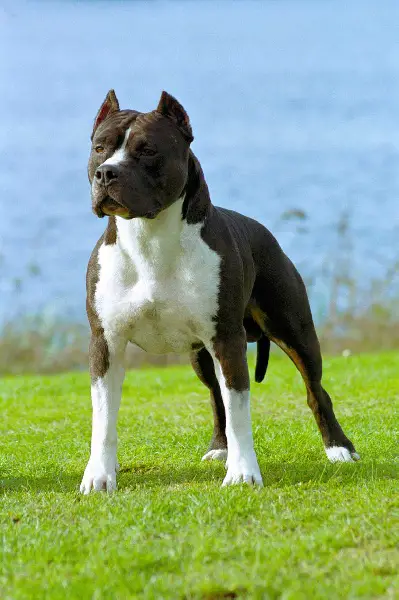 CH AM O'Cysko Du Parc De Combreux