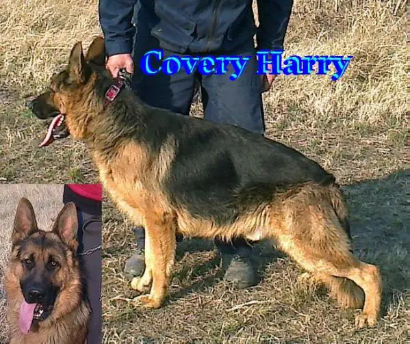 Covery Harry