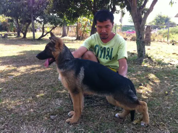 Joice vom Finkenschlag