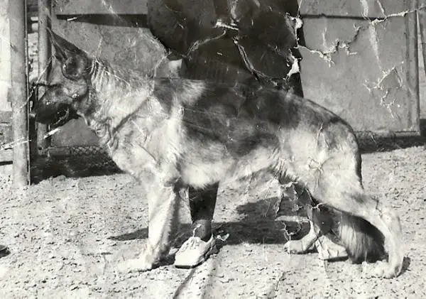 V (RU) Anix (1989) RKF 0033979