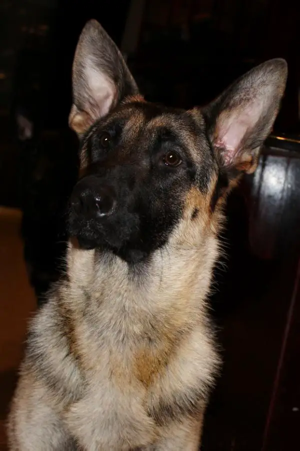 Fidalgo's Peacemaker