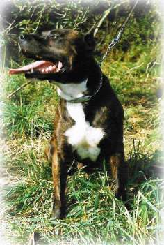 Must du Val d'Arijan