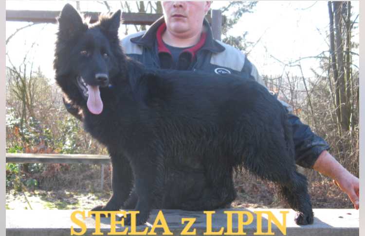 Stela z Lipin