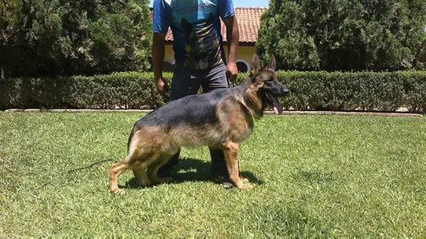 Quantum do Vento Simun