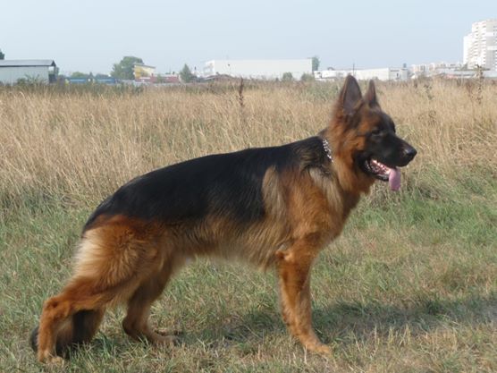 Agassy v.d. Alexander