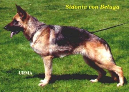 VORZÜGLICH Sidonia von Beluga