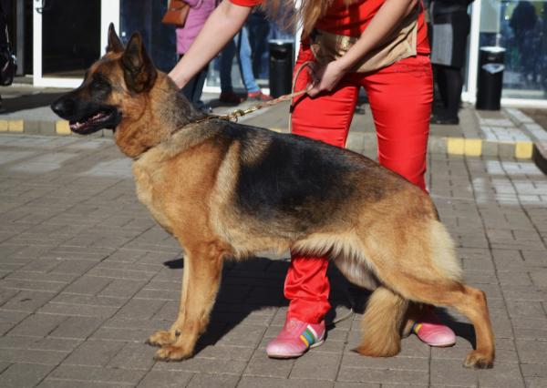 Sanglen Olbritt Albania