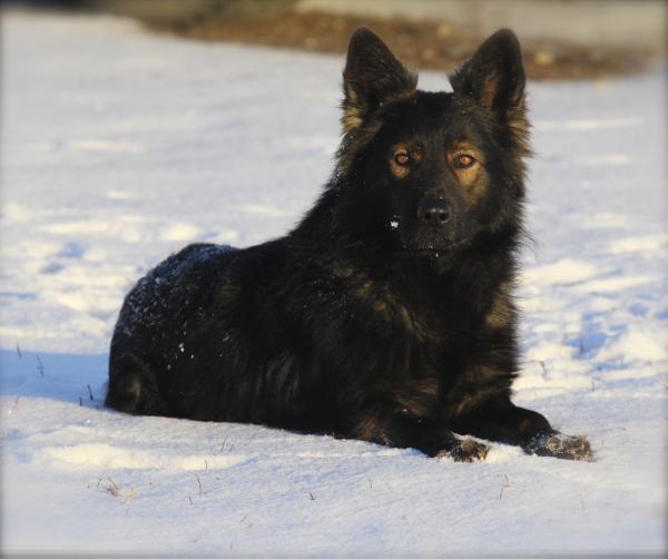 Wolvesden Stryker
