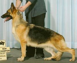 CH (CAN) Brownhill-Kysarah's Confetti