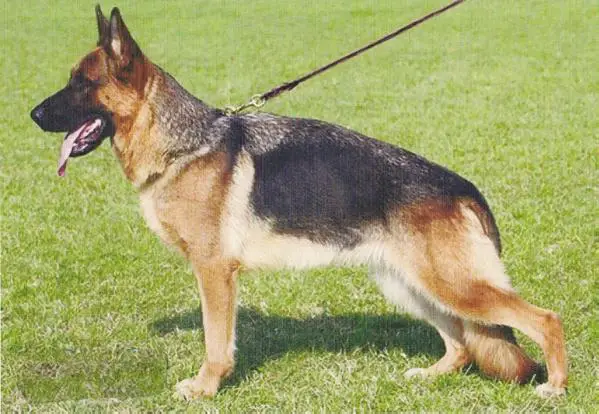 SG Ambra Del Murnighello