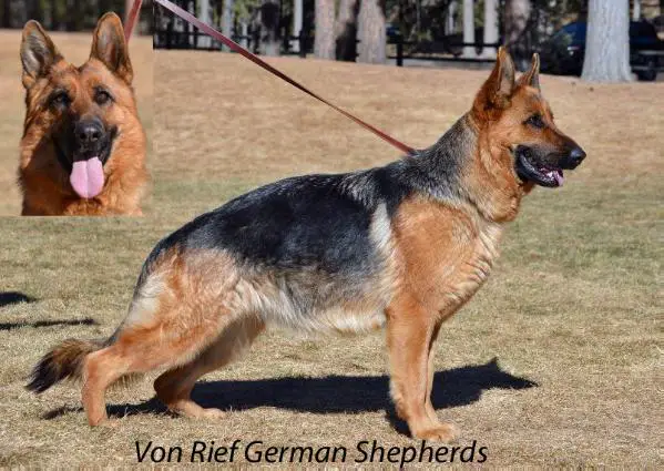 Bella von Rief
