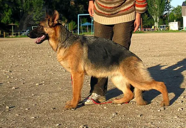 Chernaja Legenda Chinga