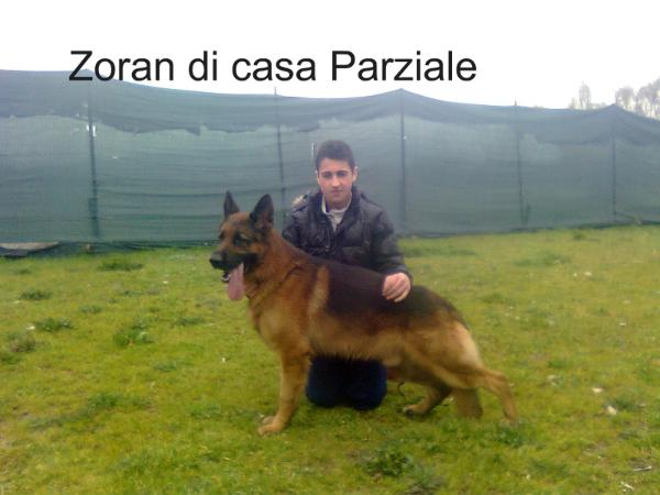 SG(IT) Zoran di casa Parziale