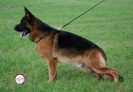 V(LGZS) Rivaldo von der Wiehenallee