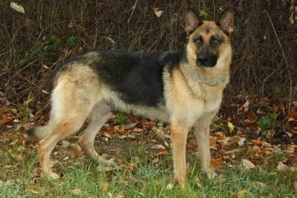 Avanti Jayden Vom Nipper